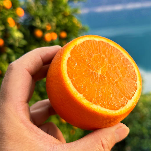 『秭归伦晚脐橙』橙香浓郁，鲜甜爆汁，现摘现发，又名帝王橙 商品图4