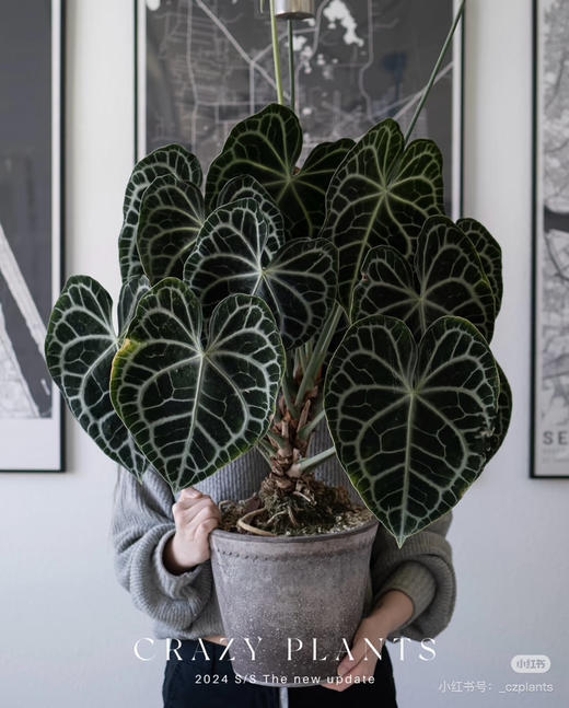 【2026.4.3绿植现货】90 #网红克莱恩花烛15（现货，下单即可到店自提） 商品图5