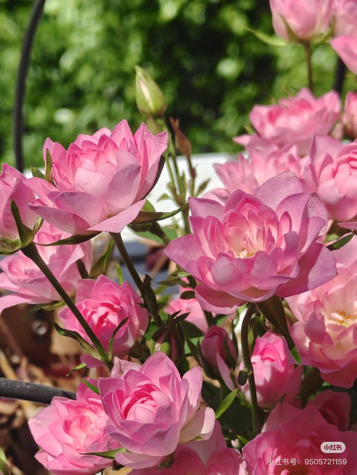 【2026.4.9绿植现货】180 #天河繁星20（现货，下单即可到店自提） 商品图4