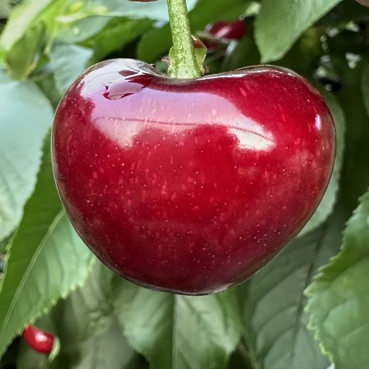 早春大樱桃 商品图0