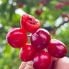 攀枝花玛瑙红森林小樱桃 250g/盒（60颗左右） 商品缩略图5