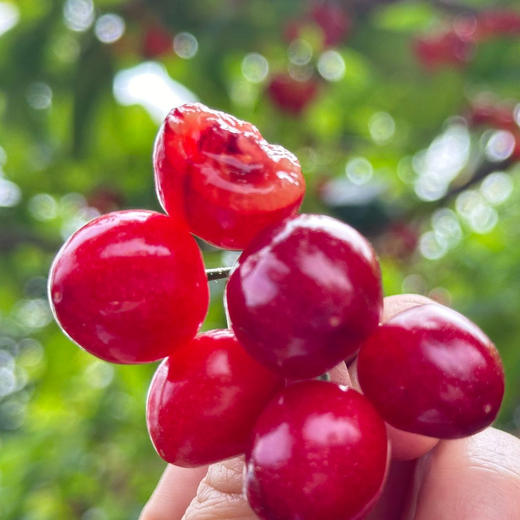 攀枝花玛瑙红森林小樱桃 250g/盒（60颗左右） 商品图5