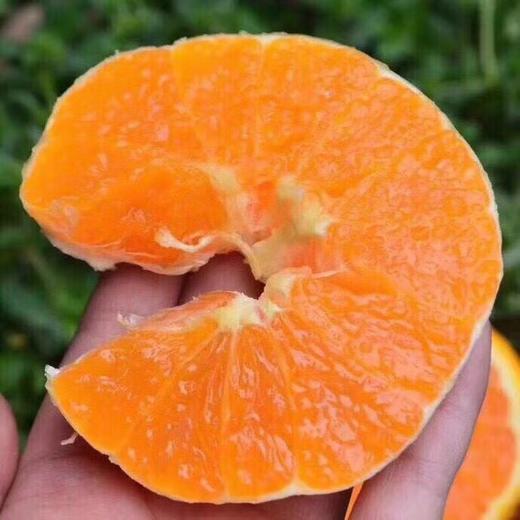  2026年四川青见果冻橙 鲜嫩，入口爆汁 商品图2