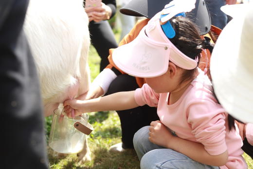 已成团4.6【新津.你好小羊亲子营】挤羊奶体验，品尝羊奶，田间漫步，蔬菜采摘，羊乳西米露，树棍面包。 商品图6