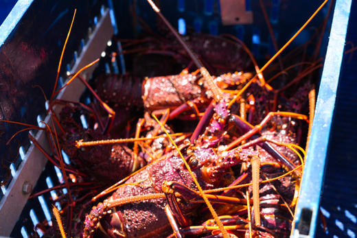 新西兰 | 慢行在南岛的山海星河奇遇【空山】 9天8晚 商品图6