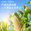 【3h极速锁鲜】非转基因鲜食白甜糯玉米10穂/箱JL 商品缩略图2