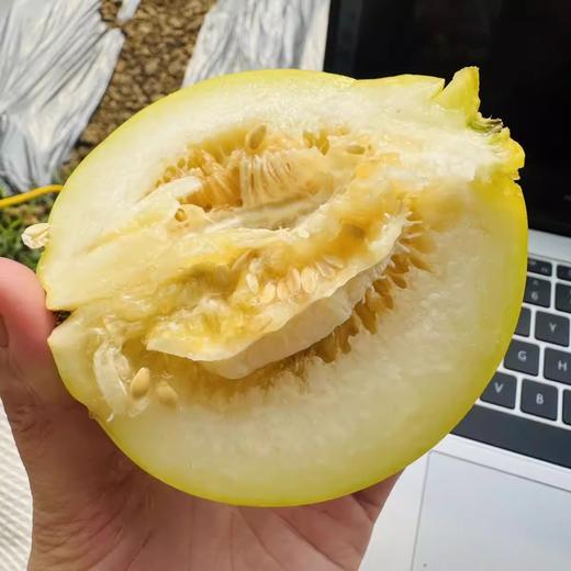 沂蒙山头茬甜瓜星甜小蜜蜂瓜清脆可口 清爽多汁 商品图5