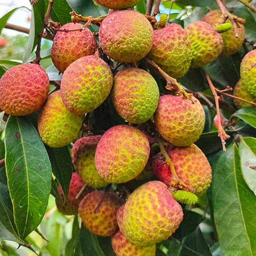 【尝鲜】海南桂花香荔枝  爽脆多汁带有桂花香  自然树熟 商品图0