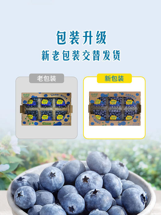 MM 山姆 怡颗梅 云南超大蓝莓 750g 商品图6