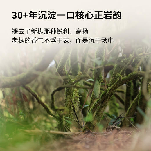 【窠岩氏】01九龙窠老树肉桂80g 商品图4