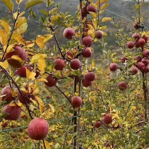 【脆嫩爽口】洛川丑苹果 4.5斤大果彩箱装 商品图4