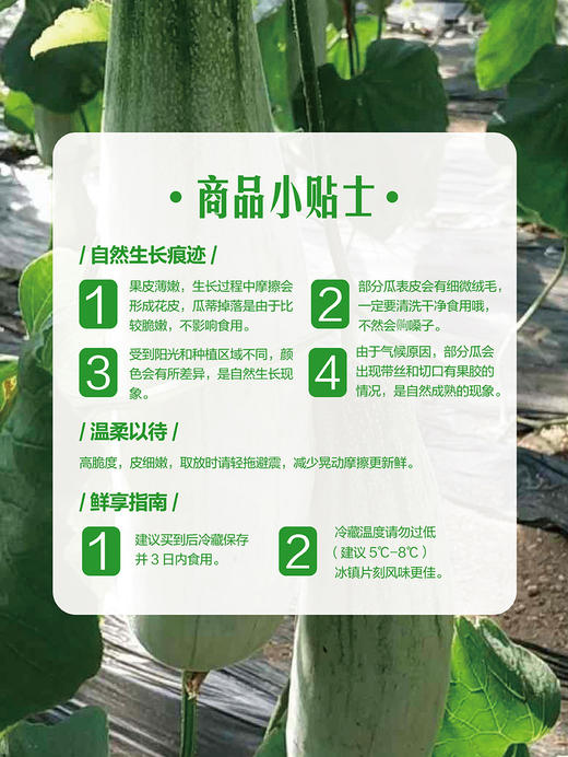 MM 山姆 翡玉脆瓜 3kg 商品图8