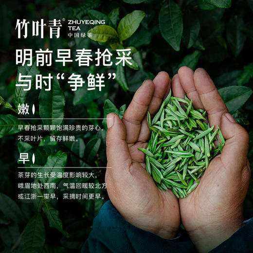竹叶青绿茶2026年新茶峨眉高山明前绿茶特级论道茶叶礼盒装150g 商品图5