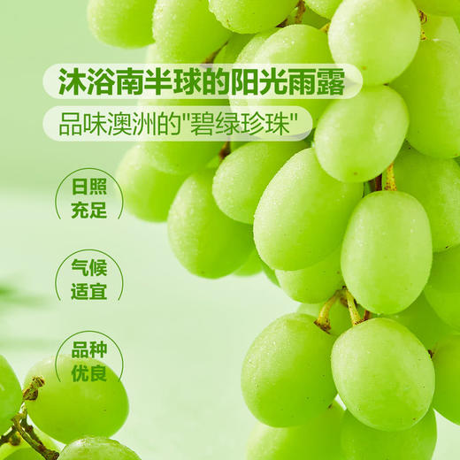 MM 山姆 澳洲无籽青提 1.36kg 商品图2