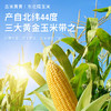 【3h极速锁鲜】非转基因鲜食黄糯玉米10穂/箱JL 商品缩略图4