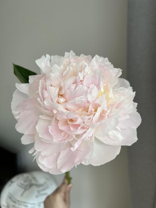 【预售！4.20起陆续发出】弗洛伦萨 【人间四月天，芍药铺庭前】简小姐精选2026新品 三色芍药 2件顺丰包邮 商品图1