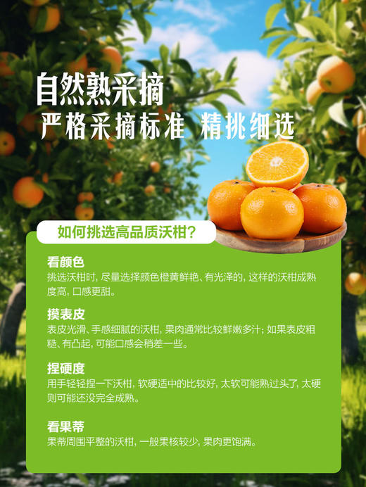 MM 山姆 广西沃柑 4kg 商品图4
