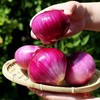 【新疆白皮/紫皮洋葱】又名皮牙子 饱满圆润 辣中带甜 肉厚多汁 营养丰富  5斤装 商品缩略图5