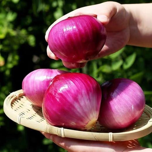 【新疆白皮/紫皮洋葱】又名皮牙子 饱满圆润 辣中带甜 肉厚多汁 营养丰富  5斤装 商品图5