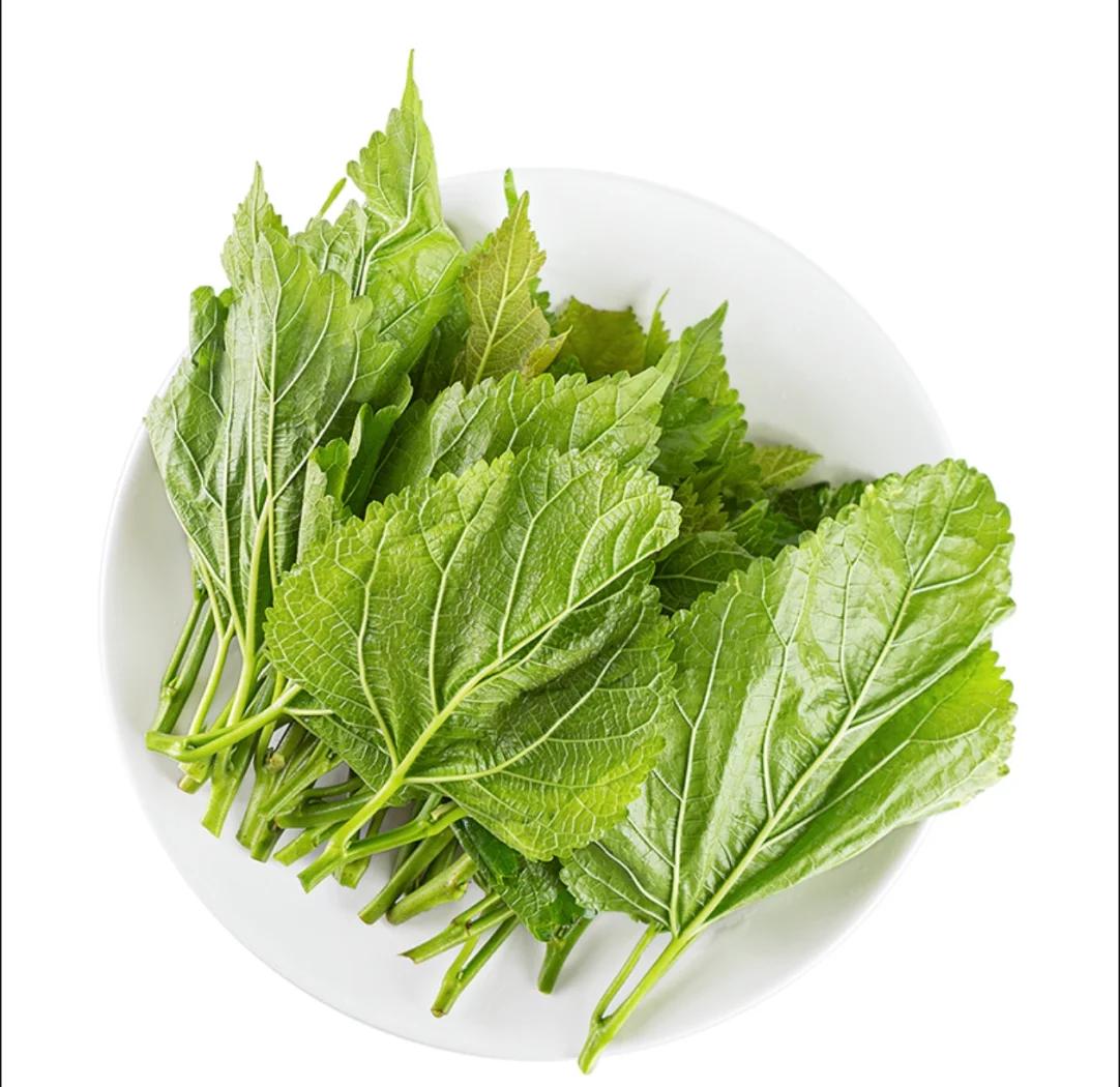 自产/ 桑叶 生态种植