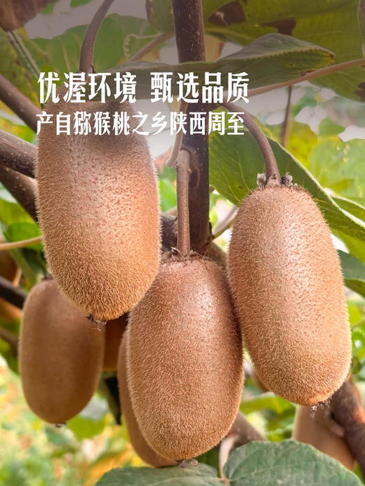 MM 山姆 金福猕猴桃 1.36kg 商品图4