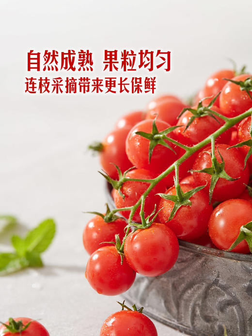 MM 山姆 串收小番茄 1kg 商品图4