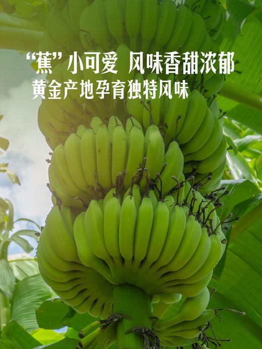 MM 山姆 进口皇帝蕉 600g 商品图4