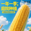 【自家菜地无化肥】东北绿色种植弱碱甜糯玉米220g*10棒JL 商品缩略图1