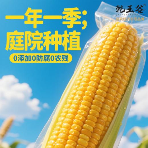 【自家菜地无化肥】东北绿色种植弱碱甜糯玉米220g*10棒JL 商品图1