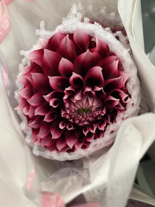 国产花材-【大丽花】爱丁堡 商品图0