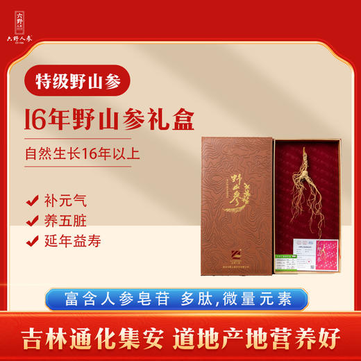 【长白山原支野山参  自然灵气滋养】长白山一等野山参整支配证书JL 商品图0