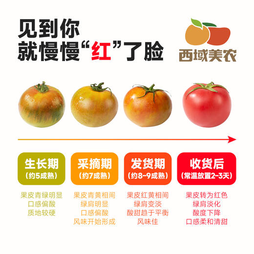 【顺丰】 草莓番茄 西红柿4.5斤 番茄味很浓，皮脆脆的  自然高甜，不催熟。类似乒乓球大小  内蒙发货 商品图2