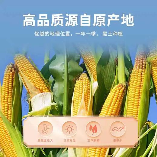 【高校专属&全场满99包邮】健亿玉米面条300g*10袋JL 商品图2