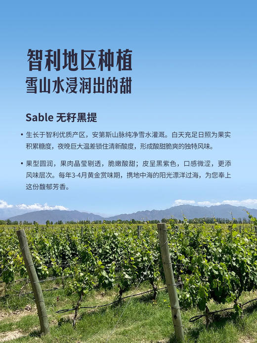 MM 山姆 进口无籽黑提 1.36kg 商品图4