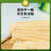 【3h极速锁鲜】非转基因鲜食白甜糯玉米10穂/箱JL 商品缩略图4