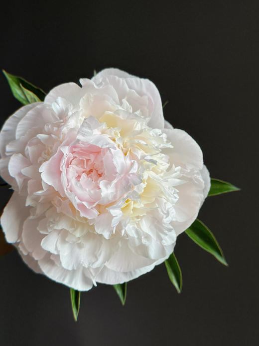 【预售！4.20起陆续发出】弗洛伦萨 【人间四月天，芍药铺庭前】简小姐精选2026新品 三色芍药 2件顺丰包邮 商品图4