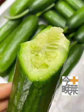 今晚加菜黄瓜2斤装 原生态种植，健康美味脆甜爽口！就是小时候菜园黄瓜🥒的味道！