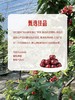 MM 山姆 3J大连樱桃 907g 商品缩略图4
