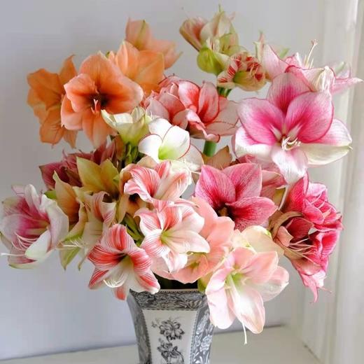 【斌哥优选】玫瑰鲜花盲盒/立陶宛百合/朱顶红。做个浪漫的人，从给自己买一束花开始。让家中充满生命力。需要收到醒花哦，注意看每种花的售后规则，感恩。 商品图5