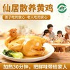 正宗仙居散养三黄鸡，山林散养，五谷为食，无害加工，活鸡现杀加工 商品缩略图2