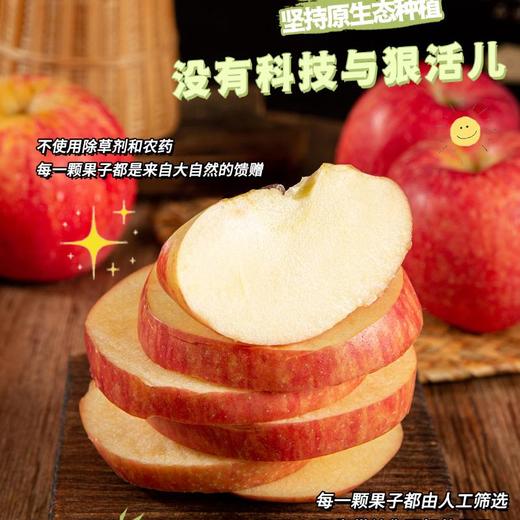 力邦6号红苹果85#（12枚装） 商品图2