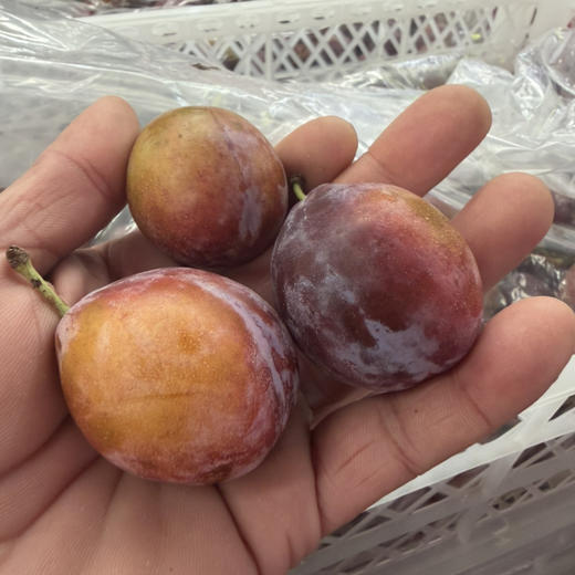 智利🇨🇱西梅  口感纯甜 硬度佳 多汁 26.8/斤 商品图1