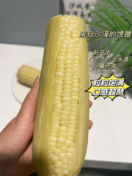 沙域香沙漠玉米礼盒装260g*10根 商品图3