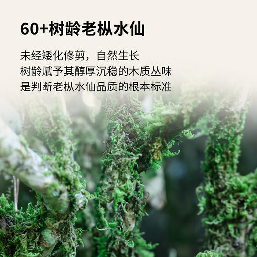 【窠岩氏】07楼梯岩老枞水仙80g 商品图5