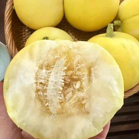 沂蒙山头茬甜瓜星甜小蜜蜂瓜清脆可口 清爽多汁