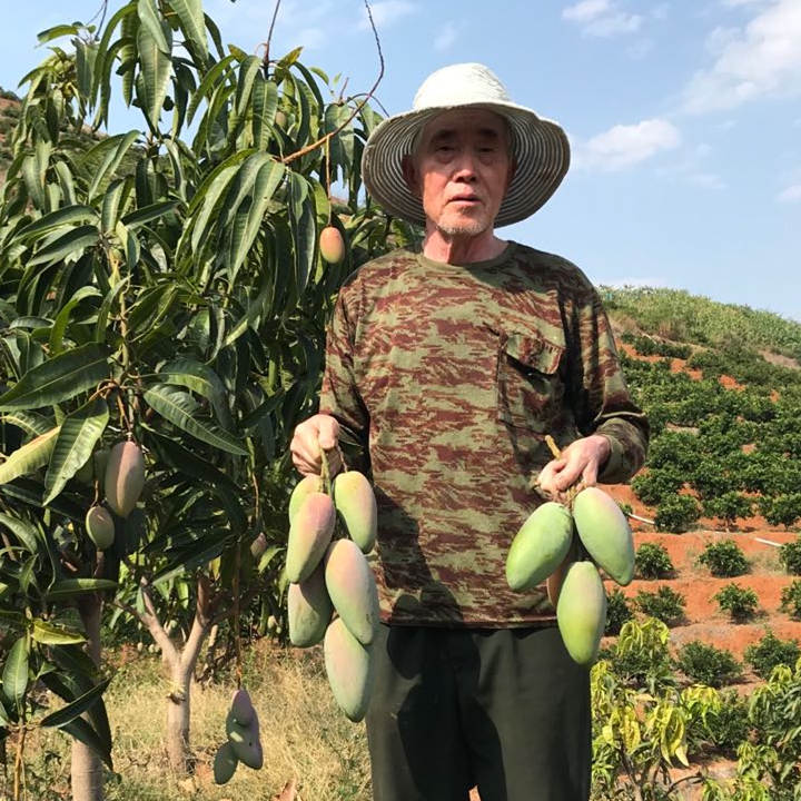 助力海南贵妃芒果，新鲜香甜，多汁，产地直发，新鲜现摘！