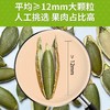 森林气息美人甲原味南瓜子（98g*6袋装）JL 商品缩略图3