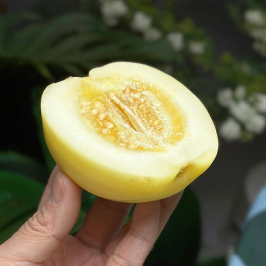 【山东 小蜜罐甜瓜】皮薄肉嫩，一口下去，直接“甜炸💦”，90%以上都是汁，多吃清爽不腻 商品图0