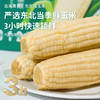【3h极速锁鲜】非转基因鲜食白甜糯玉米10穂/箱JL 商品缩略图1