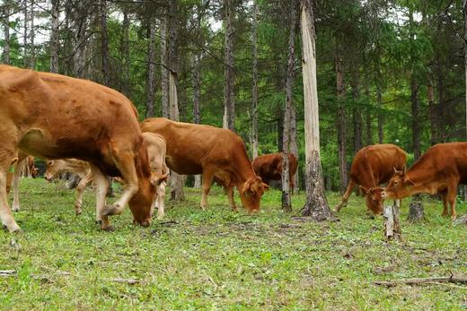 【100%延边黄牛肉】现杀原切黄牛肉牛腩肉腿肉JL 商品图4